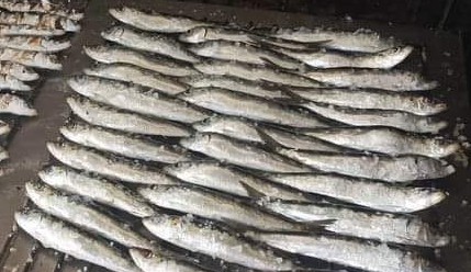 sardinha