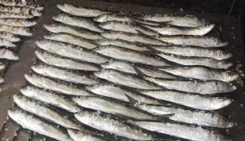sardinha